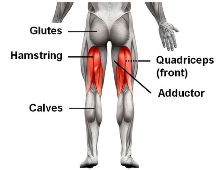 An illustration showing the basic muscles of the thigh.