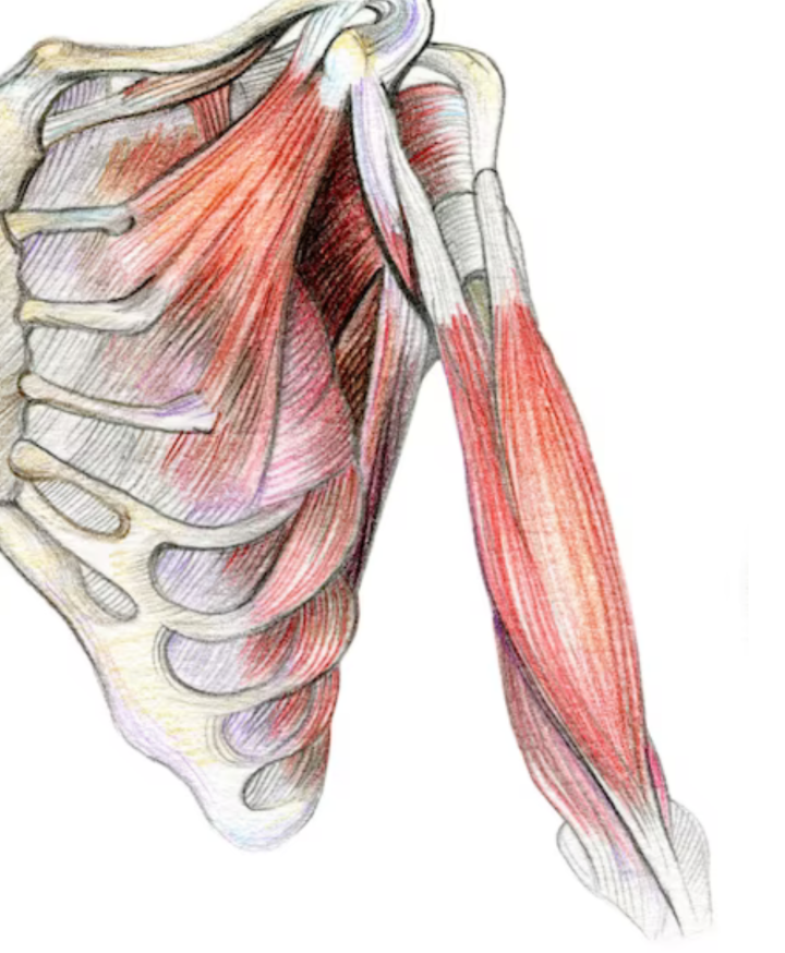 Biceps tendinopathy pain in the shoulder