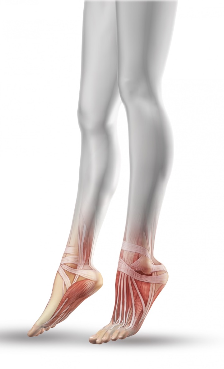 tibialis posterior muscle with other feet muscle illustration