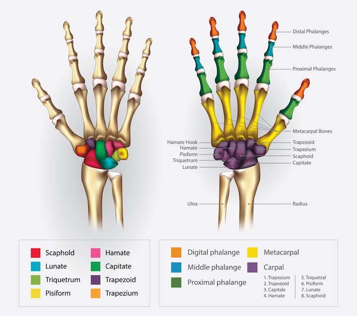 An illustration showing the bones of the hand and wrist using different colors to identify different bones.