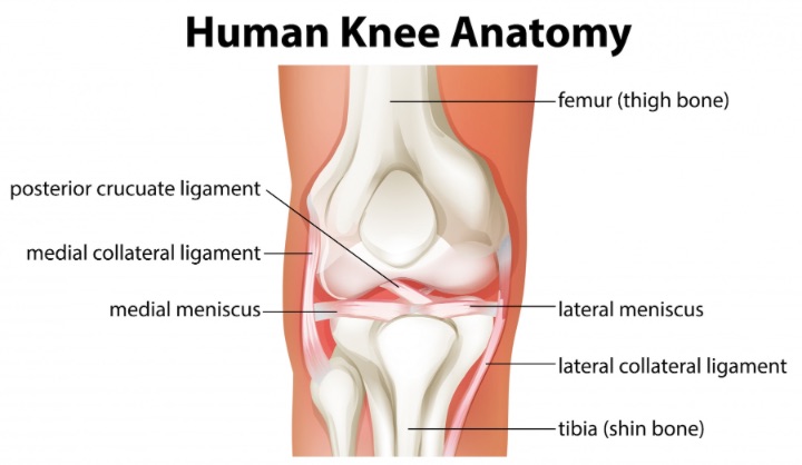 human knee anatomy for medial plica syndrome