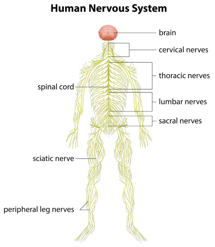 sciaitc nerve is the longest nerve in the body and sciatica is the pain in the nerve