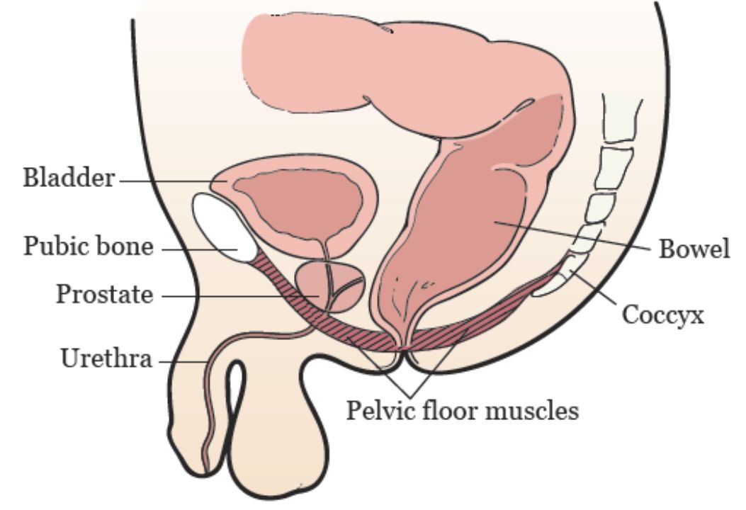 Male Pelvic Floor Muscles