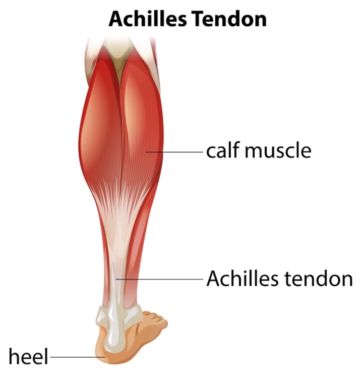 Anatomy of the achilles tendon shown in the illustration