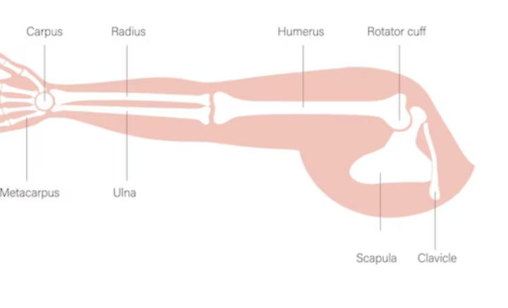 Rotator cuff anatomy illustration