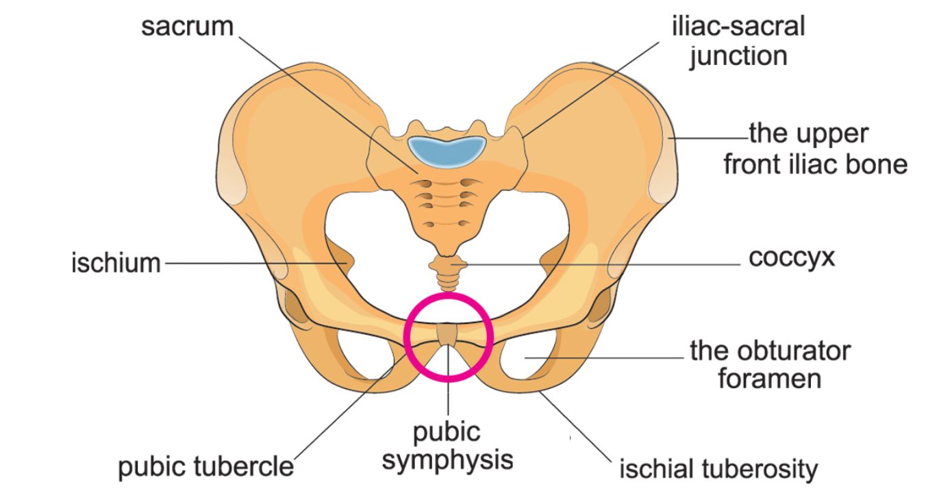 The Pubic Joint
