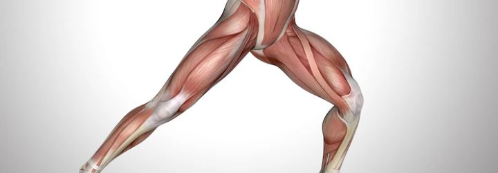 adductor pain is the pain of the inner thigh near the groin region
