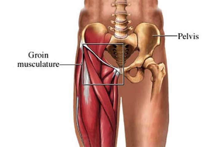 An illustration showing the groin musculature which can be strained during groin pain.