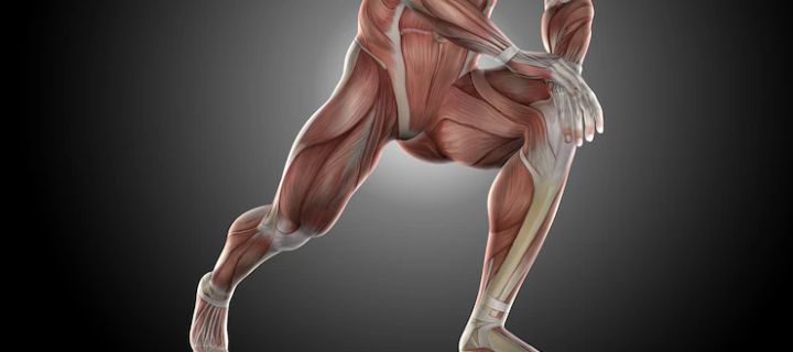 stretching or pulling of groin muscle causes groin strain